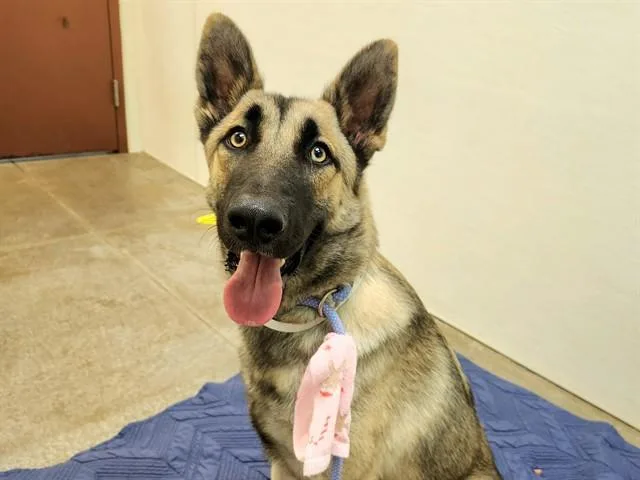 A young large-sized male German Shepherd Dog dog named Felix for adoption in Phoenix, AZ