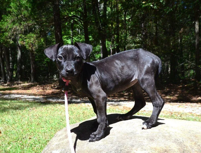 Ebony