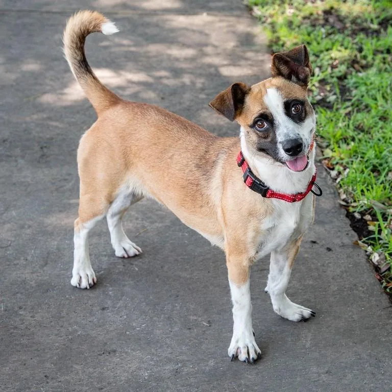 A young medium-sized female Yellow / Tan / Blond / Fawn Terrier dog named Puppy Peggy for adoption in Miami, FL