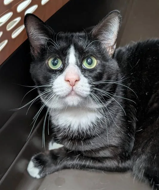 A young medium-sized male Domestic Short Hair cat named Shadow for adoption in Canfield, OH