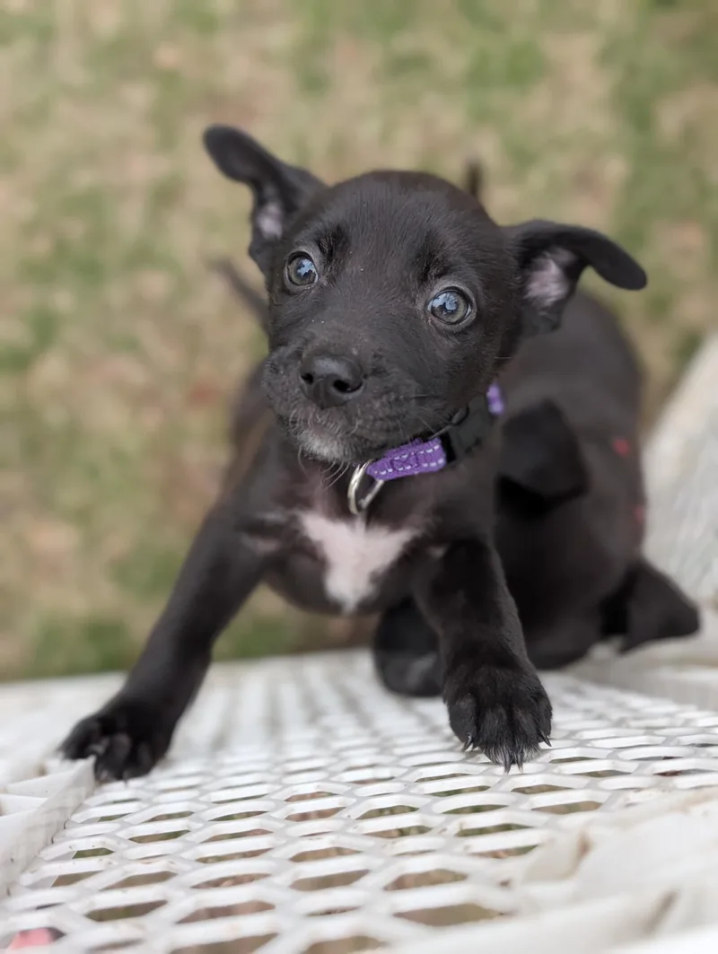 A baby medium-sized male Bicolor Mixed Breed dog named Goofy for adoption in New York, NY