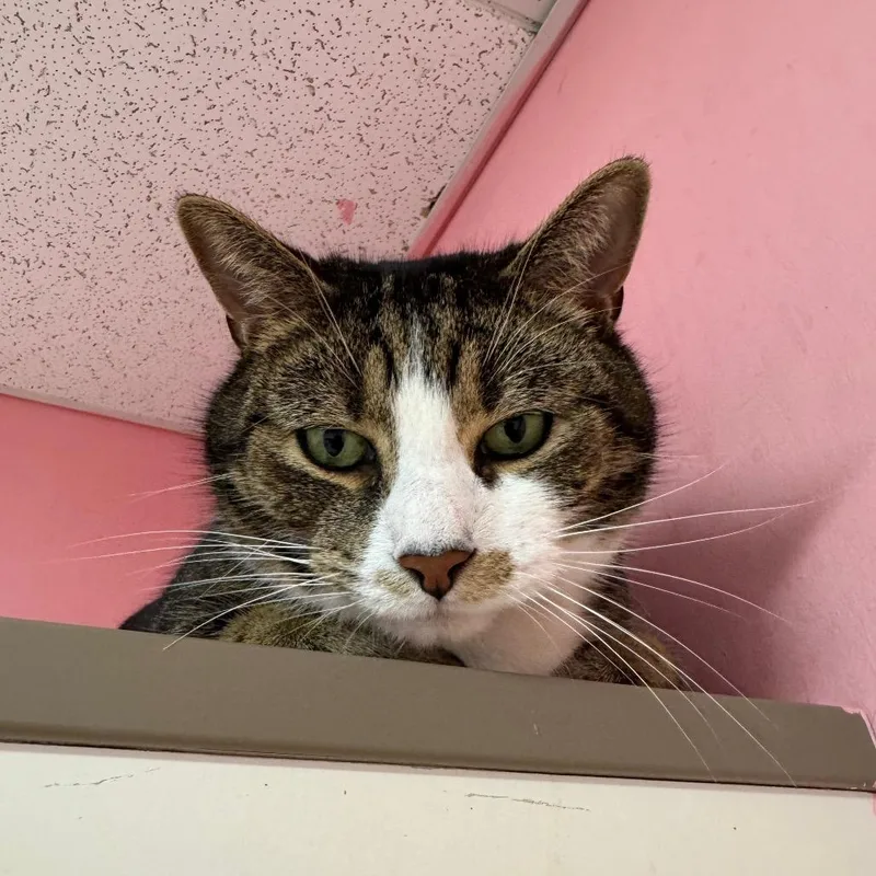 A senior large-sized male Brown / Chocolate Domestic Short Hair cat named Ulyssess for adoption in Binghamton, NY