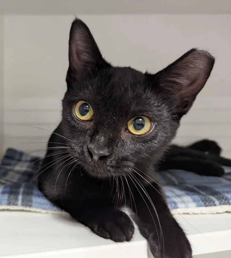 A young medium-sized female Black Domestic Short Hair cat named Vynnie for adoption in Seven Valleys, PA