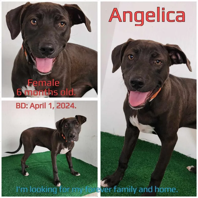 An adult medium-sized female Black Mixed Breed dog named Angelica for adoption in Boaz, AL