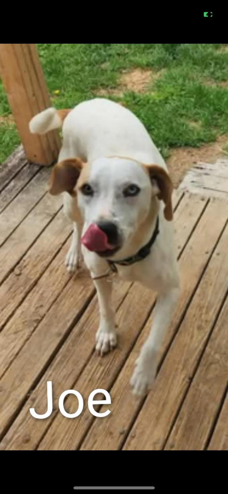 A young medium-sized male Mixed Breed dog named Jojo Cs for adoption in Columbia, MD