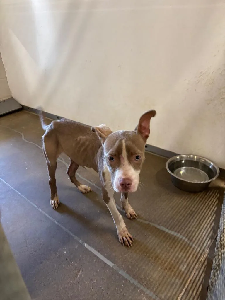 A baby medium-sized male Pit Bull Terrier dog named Bones for adoption in Belton, TX