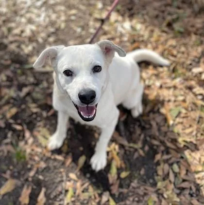 Miss Wiggles thumbnail 3