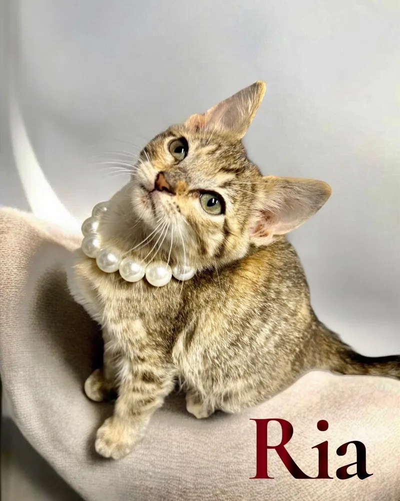 A baby medium-sized female Domestic Short Hair cat named Ria for adoption in Houston, TX