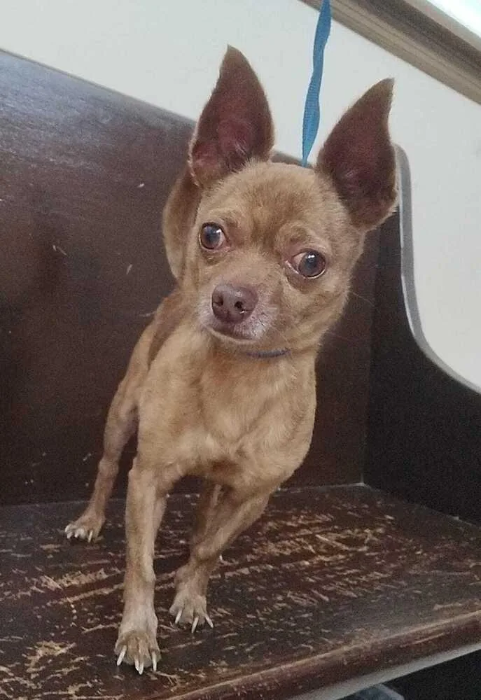 An adult small-sized male Chihuahua dog named Bruce for adoption in Ridgeland, SC