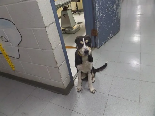A young medium-sized male Mixed Breed dog named Kai for adoption in Augusta, GA