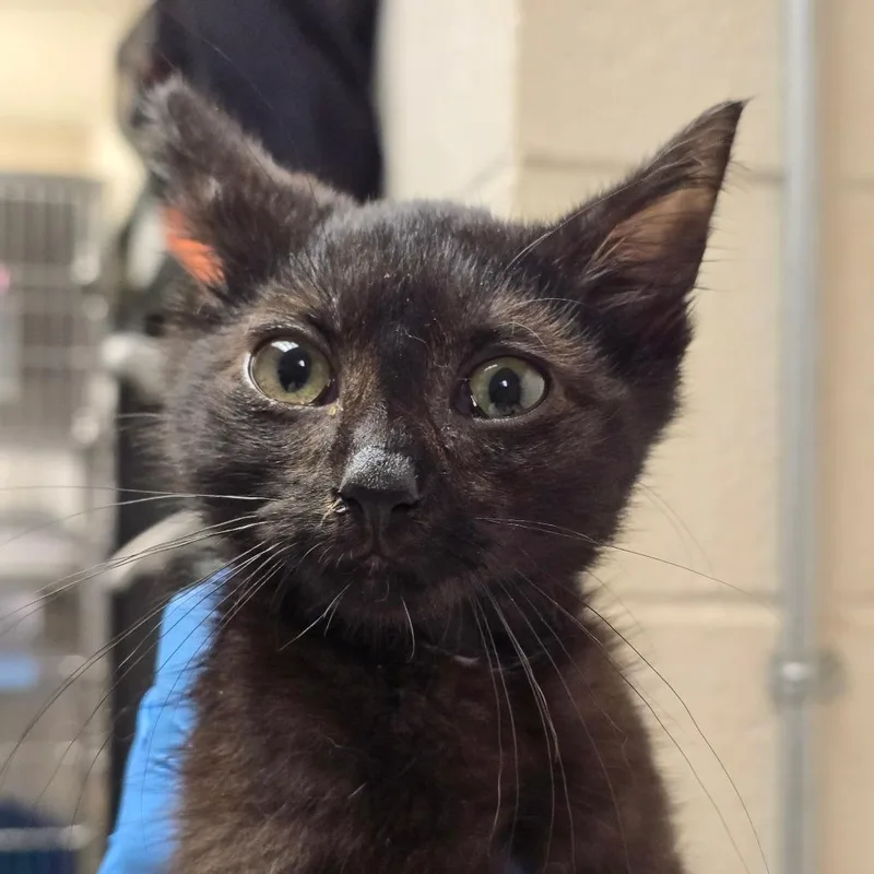 A baby small-sized male Black Domestic Long Hair cat named Birch for adoption in Concord, NC