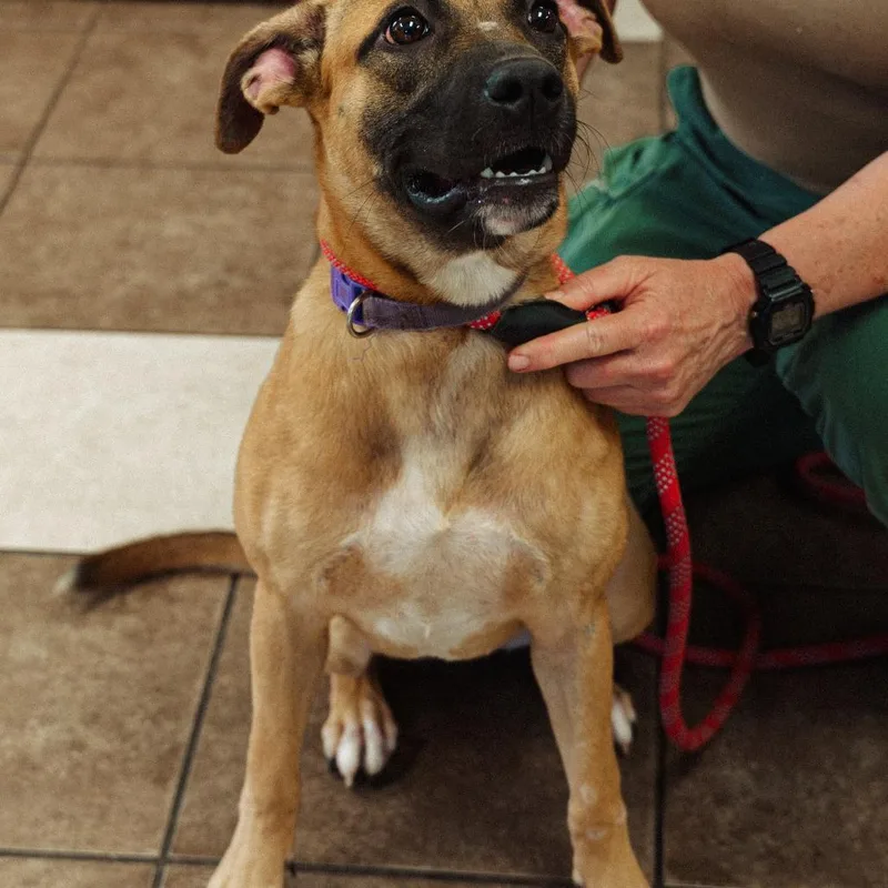 A young medium-sized female Brown / Chocolate Mixed Breed dog named Nala for adoption in Mocksville, NC