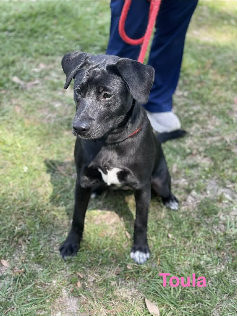 A young medium-sized female Black Labrador Retriever dog named Toula for adoption in Madisonville, LA