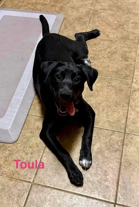 Toula thumbnail 3