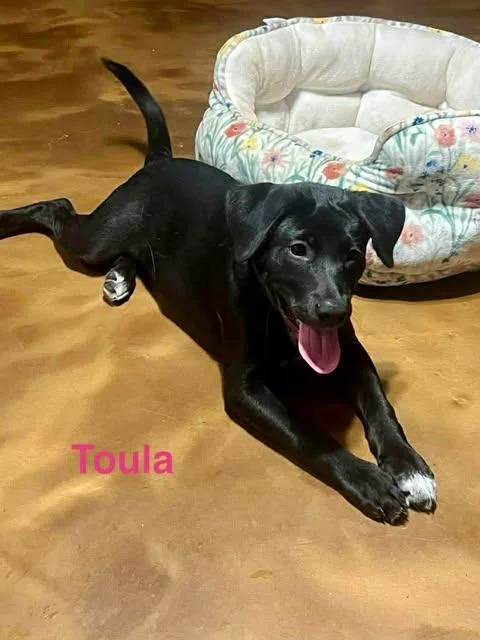 Toula thumbnail 5