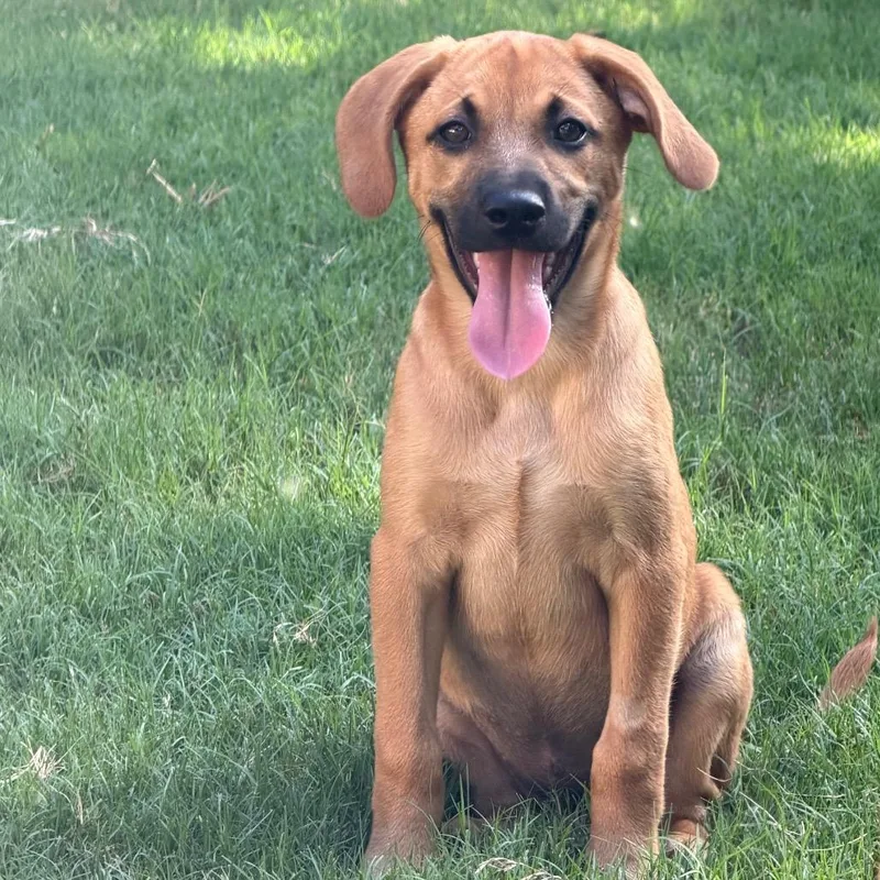 A baby medium-sized female Yellow / Tan / Blond / Fawn Mixed Breed dog named Cappuccino for adoption in Brownsboro, AL