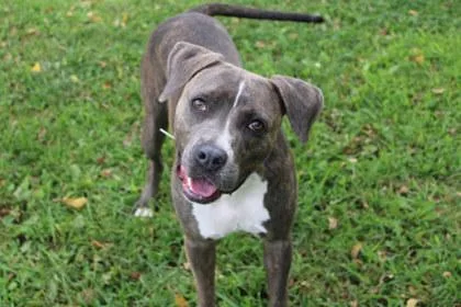 An adult medium-sized female Mixed Breed dog named Mona for adoption in Kansas City, MO