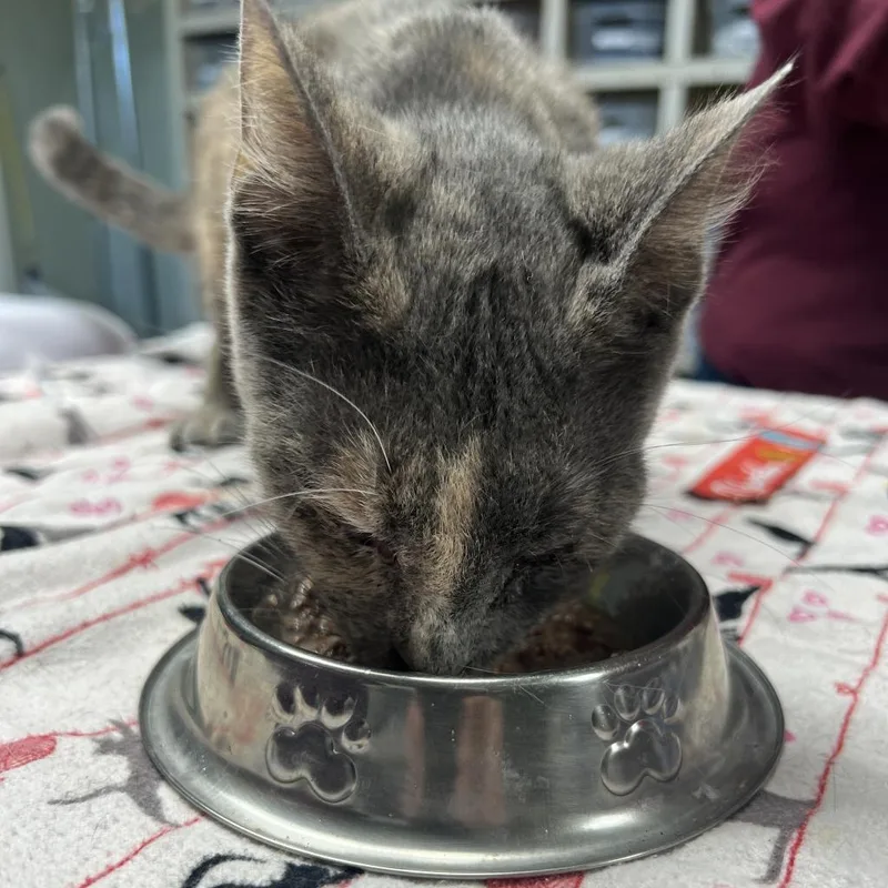 Butterfly thumbnail 2