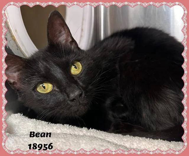 Bean