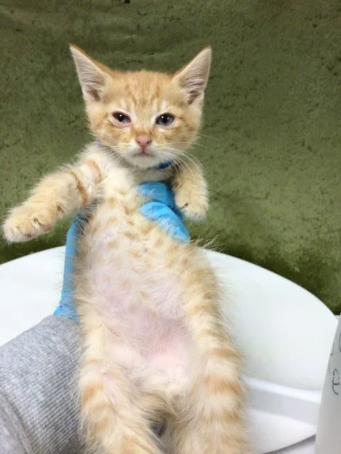 A baby small-sized male Domestic Short Hair cat named Butter for adoption in Riverside, CA