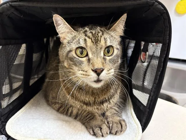 A senior medium-sized male Domestic Short Hair cat named Kingston for adoption in Fairfield, CA