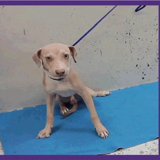 A young medium-sized male Apricot / Beige Labrador Retriever dog named Zag for adoption in Tacoma, WA