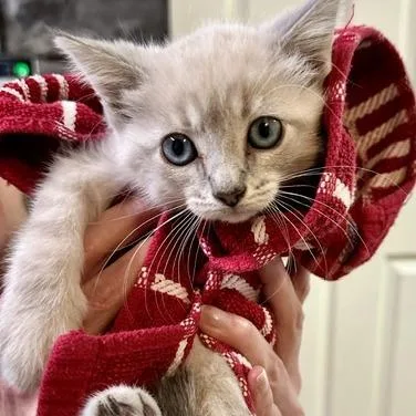 A baby small-sized female Gray / Blue / Silver Siamese cat named Oprah Winfrey for adoption in St. Louis, MO