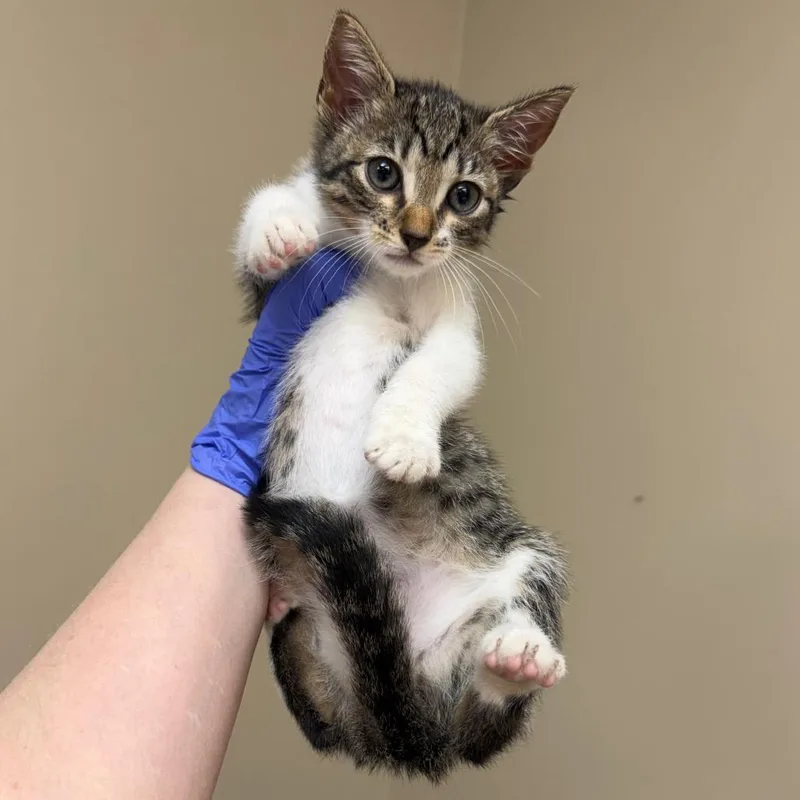 A baby small-sized female Brown / Chocolate Domestic Short Hair cat named Highway for adoption in Birmingham, AL