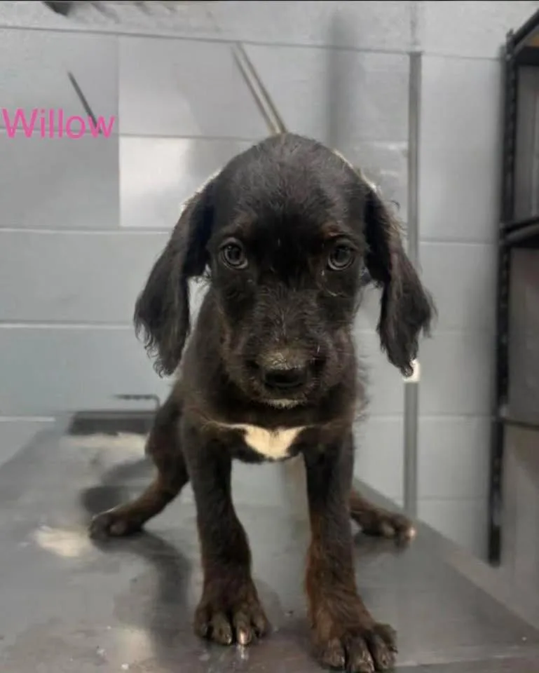 A baby medium-sized female Black Catahoula Leopard Dog dog named Willow for adoption in Baker, LA
