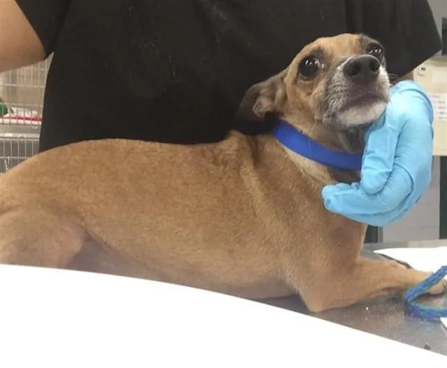 An adult small-sized male Chihuahua dog named A for adoption in Thousand Palms, CA