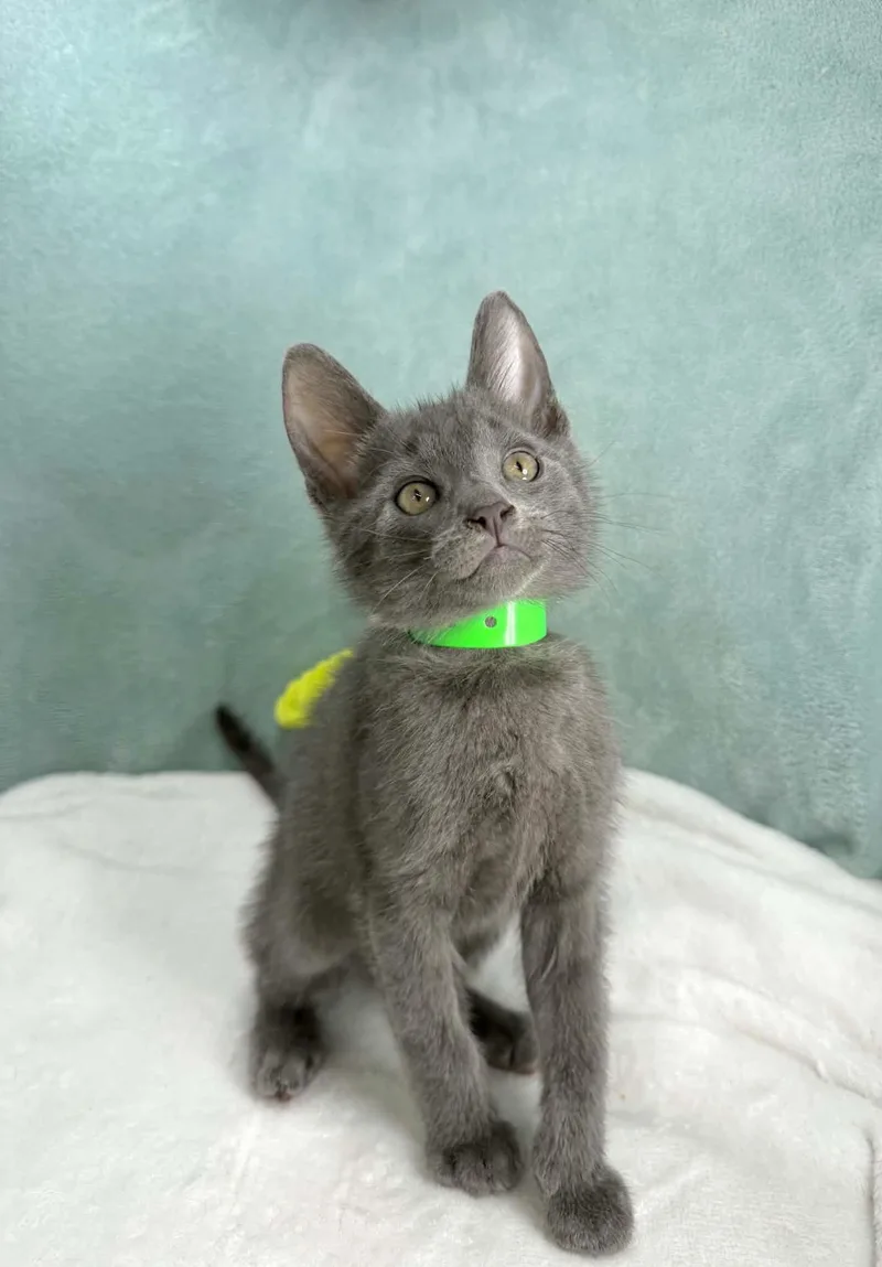 A baby medium-sized male Russian Blue cat named Beck for adoption in Tavares, FL