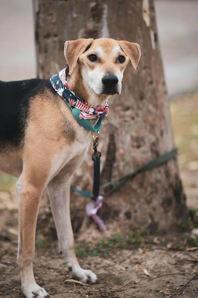 A young medium-sized male Brown / Chocolate Beagle dog named Life for adoption in San Mateo, CA