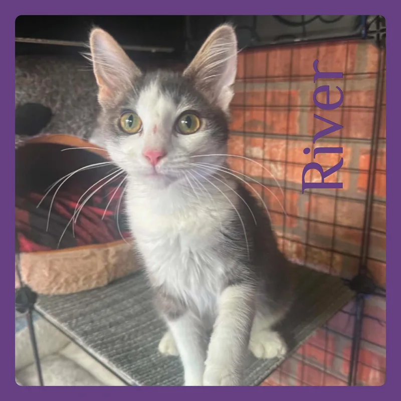 A baby medium-sized female Gray & White Tabby cat named River for adoption in Lawton, OK
