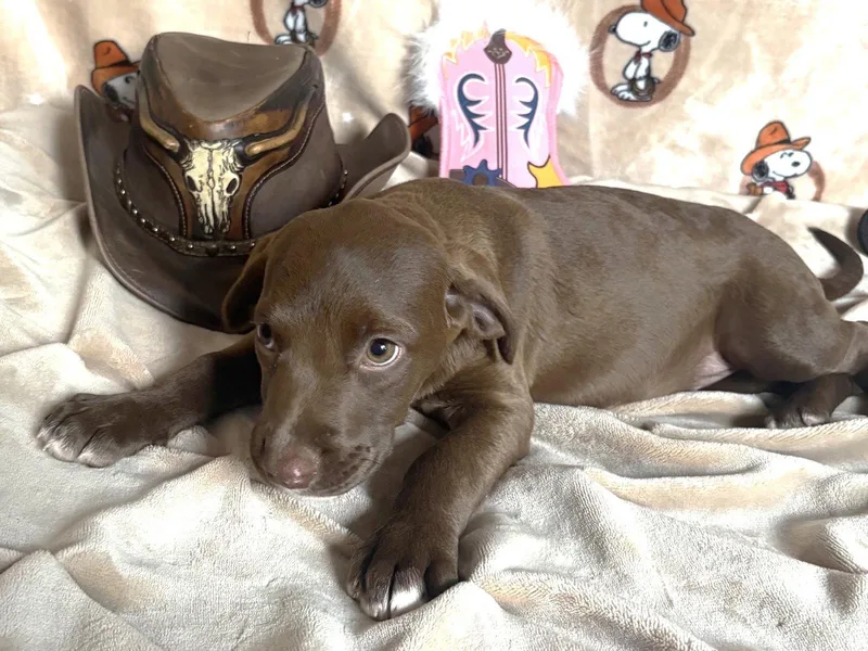 A baby large-sized female Pit Bull Terrier dog named Abilene for adoption in Wetumpka, AL
