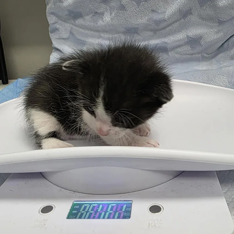 A baby small-sized female Domestic Short Hair cat named Lydia for adoption in Jupiter, FL