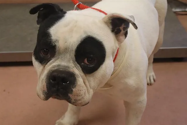 An adult medium-sized male Mixed Breed dog named Waylon for adoption in Columbia, SC