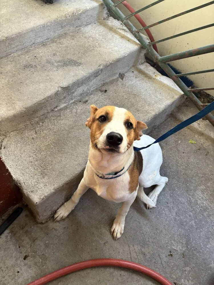 A baby large-sized male Terrier dog named Archie for adoption in Marietta, GA