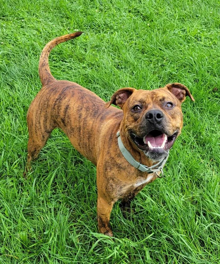 A young large-sized male Brindle Boxer dog named Zar for adoption in Lisbon, OH