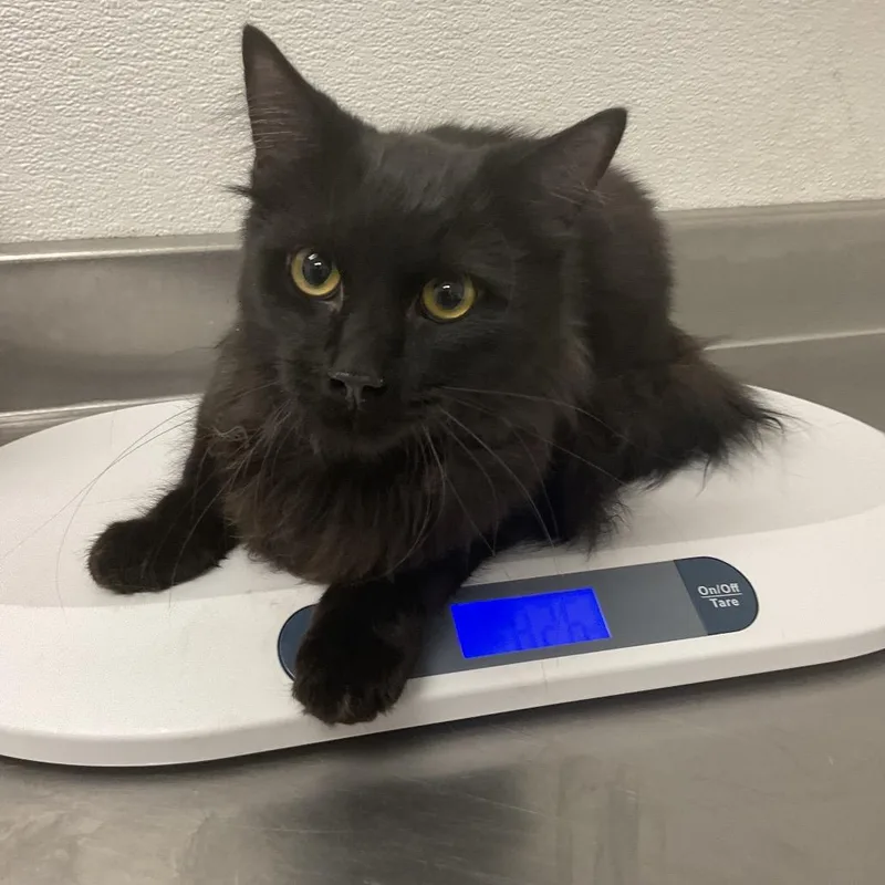 A young medium-sized male Black Domestic Medium Hair cat named Stray for adoption in Henderson, NV