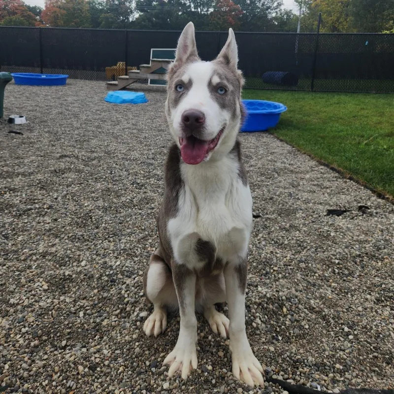 A young medium-sized male Gray / Blue / Silver Husky dog named Beaux for adoption in Fort Wayne, IN