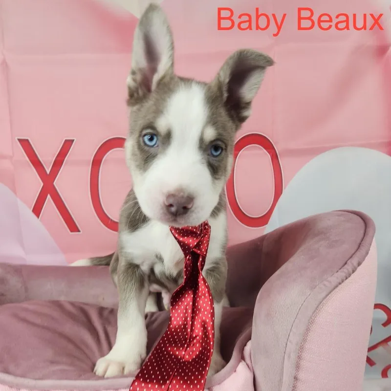 Beaux thumbnail 3