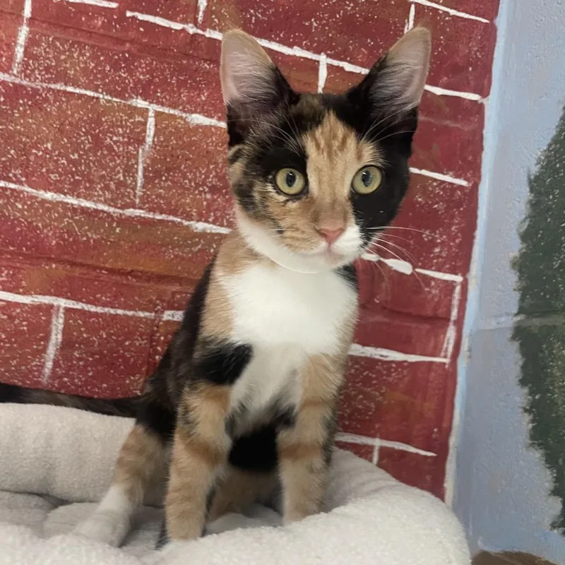 Cali