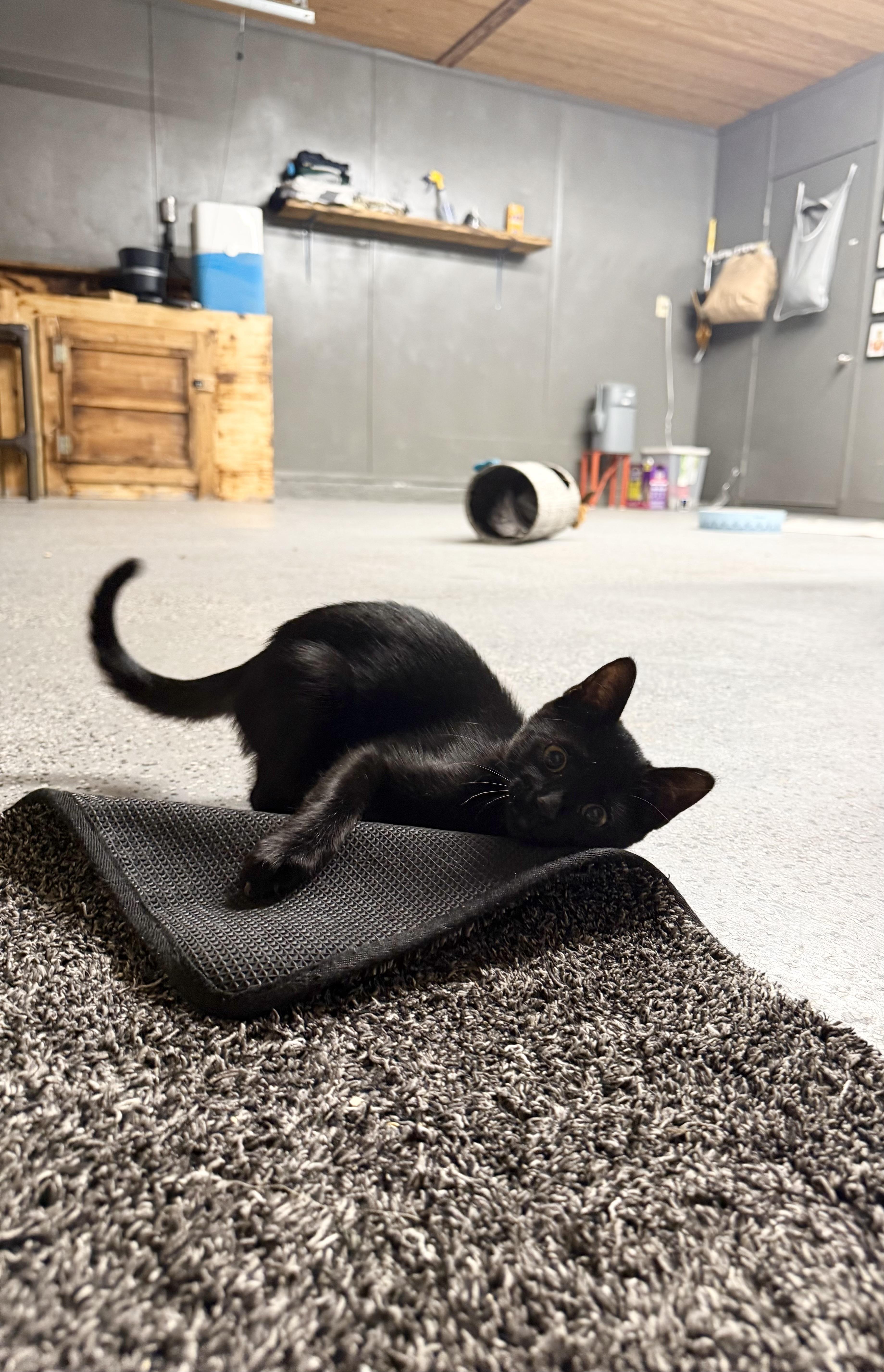 A baby small-sized female Black Domestic Short Hair cat named Willow for adoption in Houston, TX