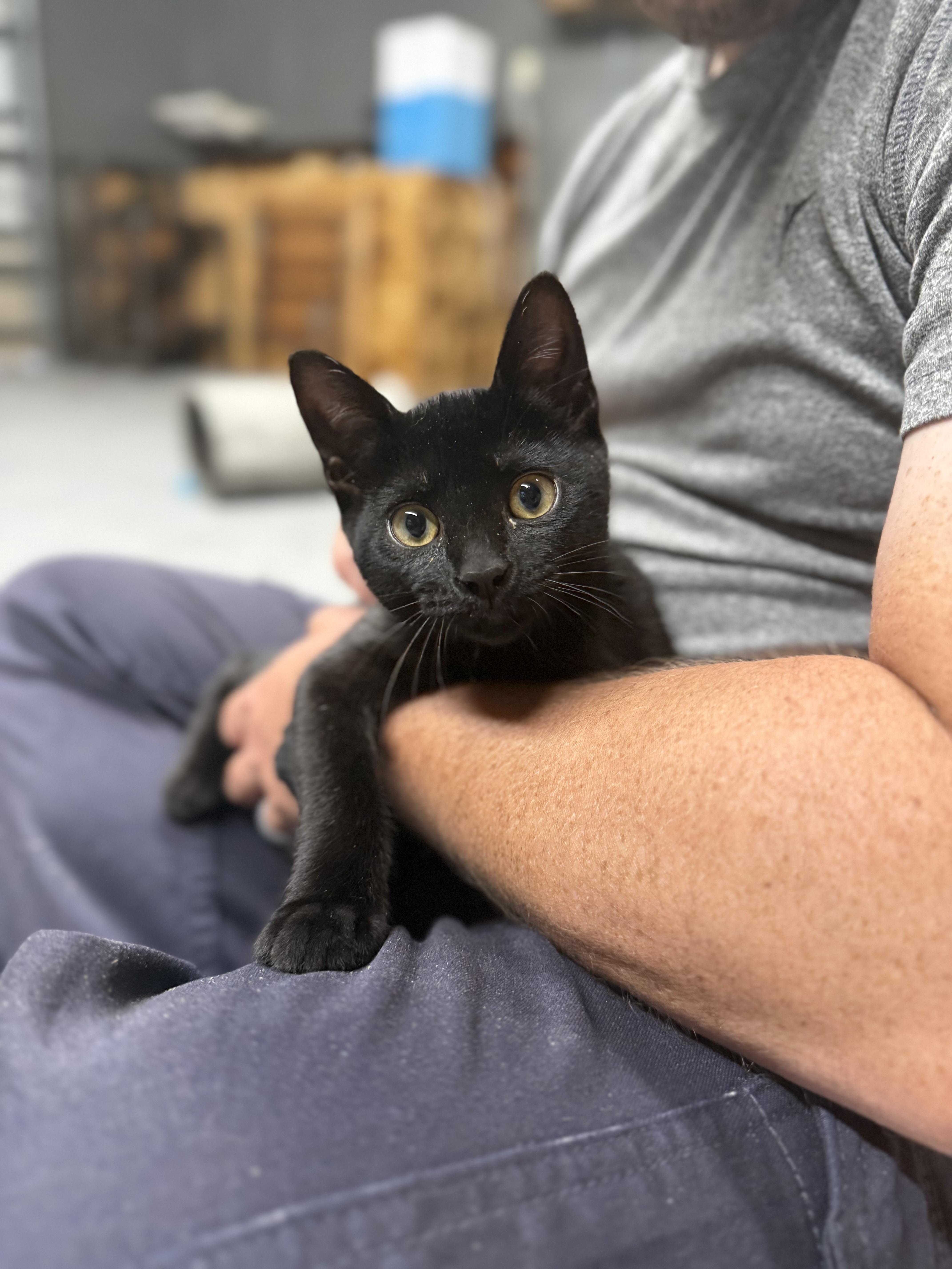 Willow thumbnail 2