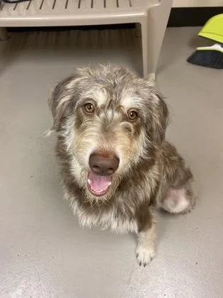 An adult large-sized female White / Cream Mixed Breed dog named Freya for adoption in Bellingham, WA
