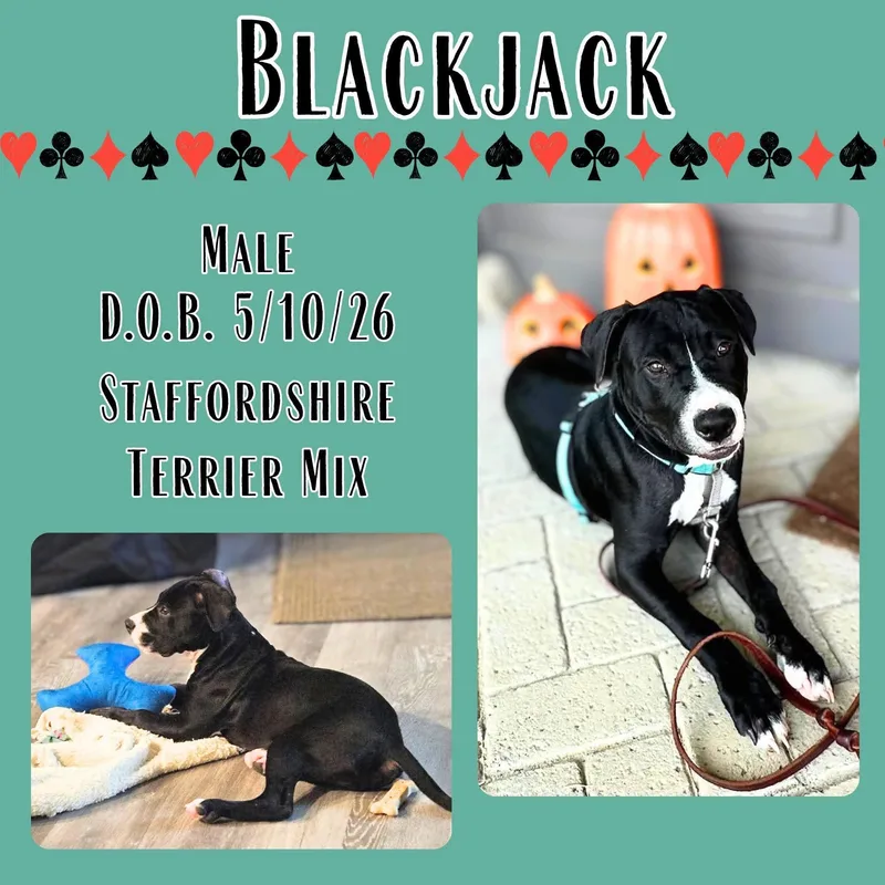 A baby medium-sized male Black American Staffordshire Terrier dog named Blackjack for adoption in Caldwell, TX