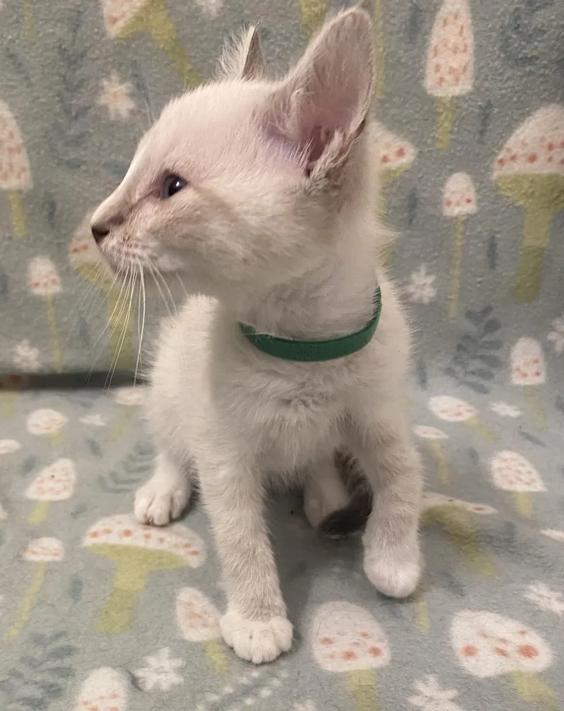 A baby medium-sized male Siamese cat named Cosmo. for adoption in Mobile, AL