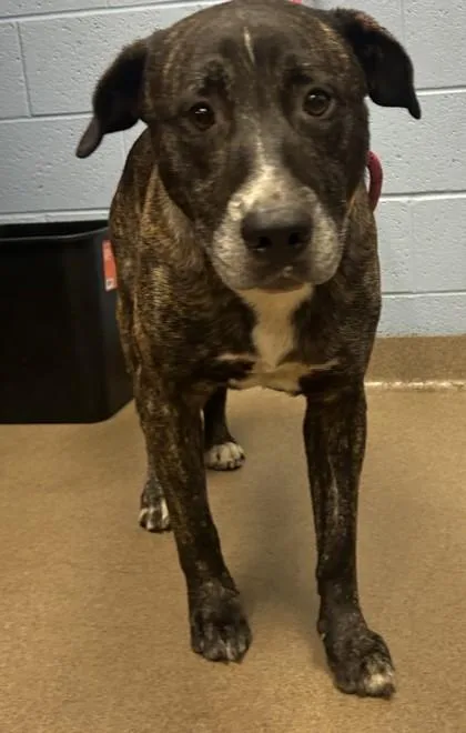 An adult large-sized male Mixed Breed dog named Brees for adoption in Chamblee, GA