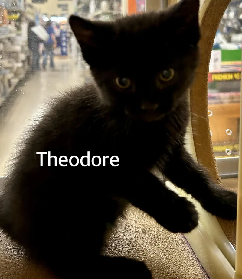 A baby medium-sized male Black Domestic Short Hair cat named Theodore for adoption in Owasso, OK