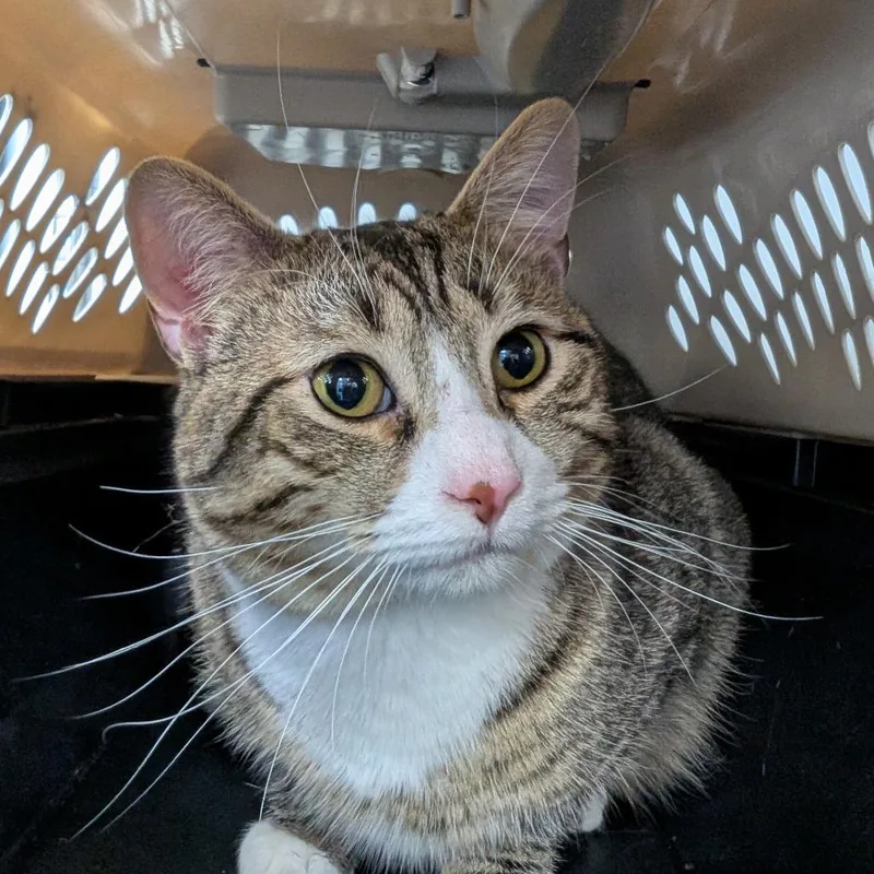 An adult large-sized male Black Domestic Short Hair cat named Sparks for adoption in Watertown, NY